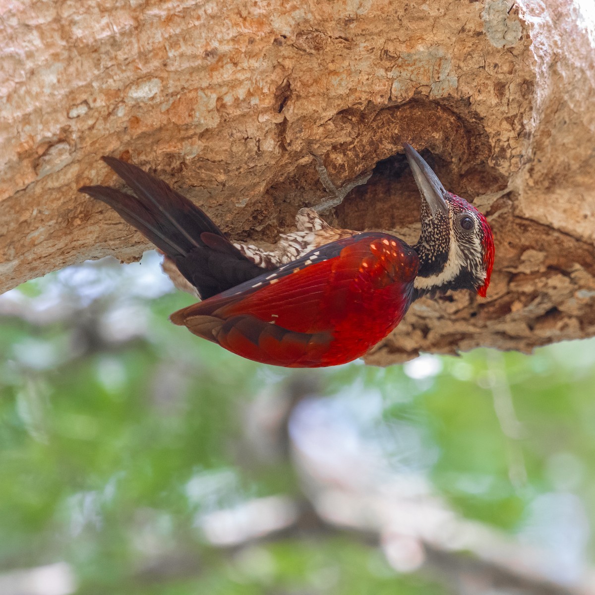 Red-backed Flameback - Anastasia Besfamilnaya