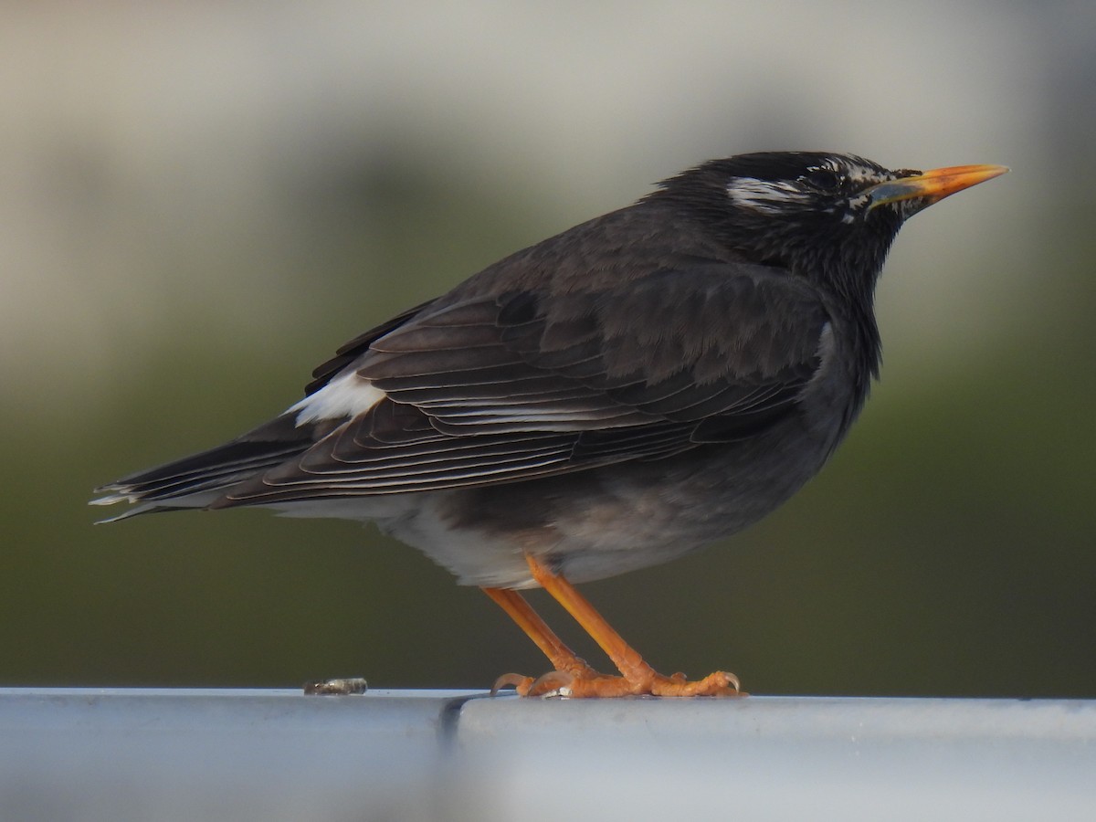 White-cheeked Starling - ML617301680