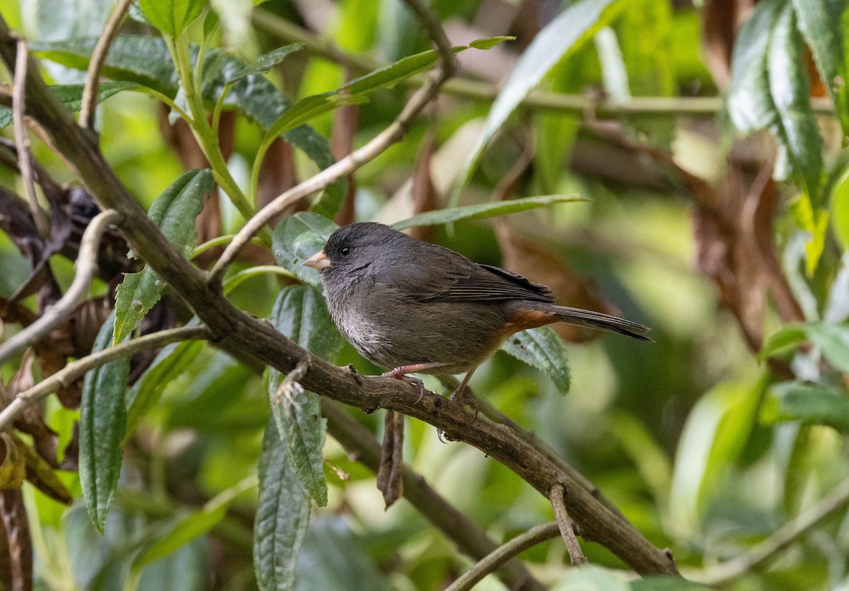 Paramo Seedeater - ML617301686