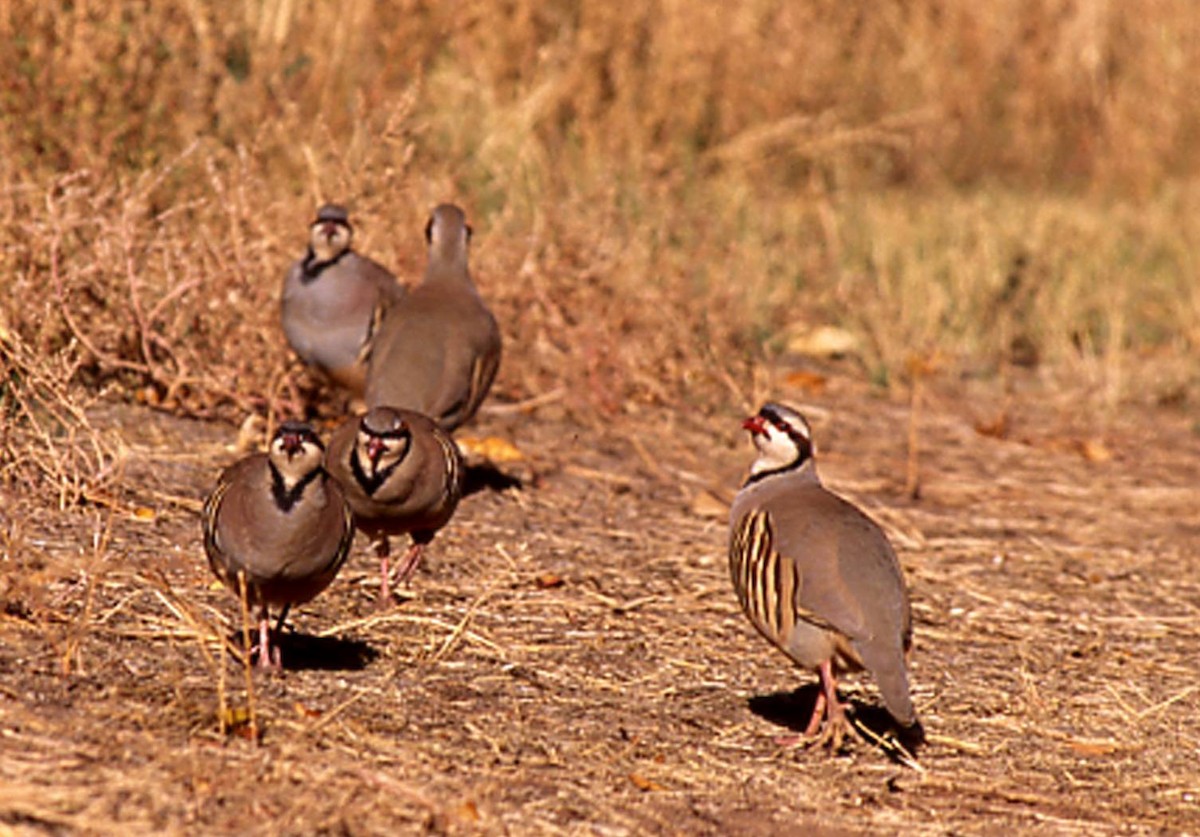 Chukar - ML617301689