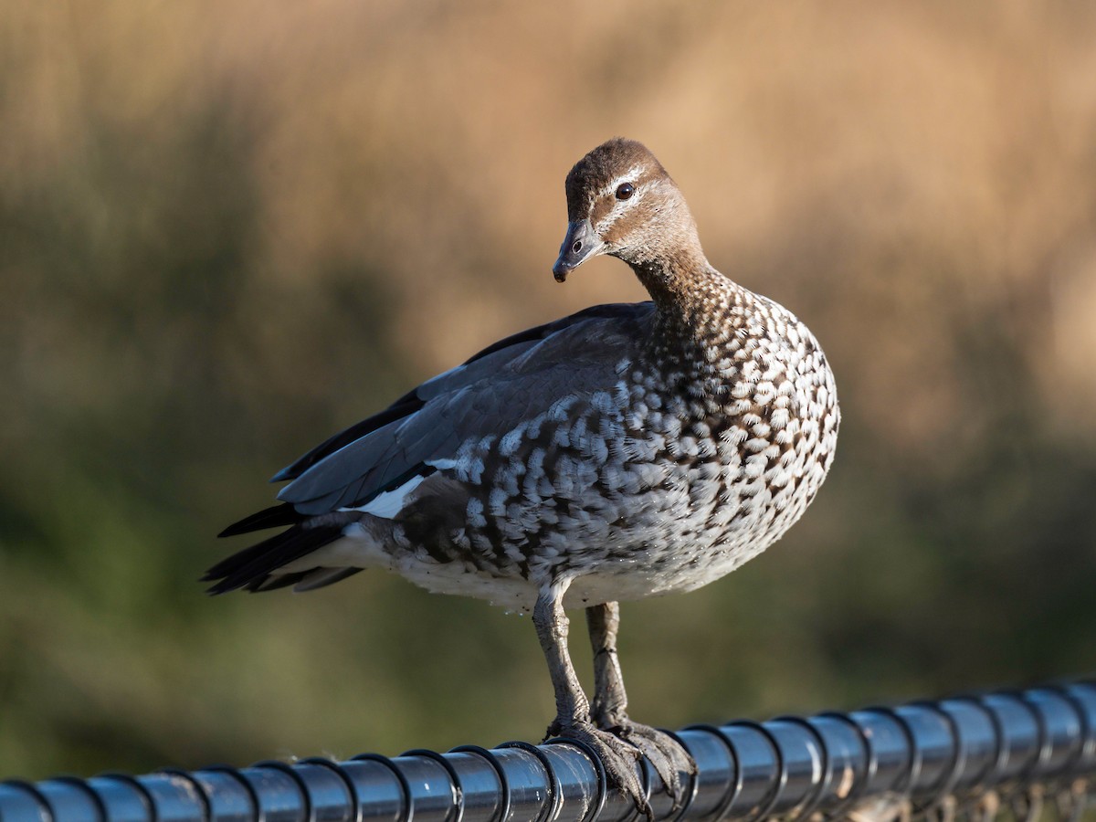 Canard à crinière - ML617301717