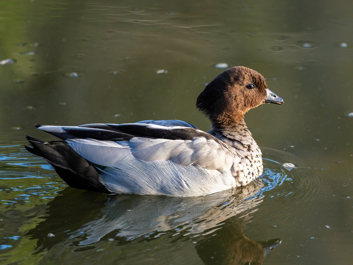 Canard à crinière - ML617301718