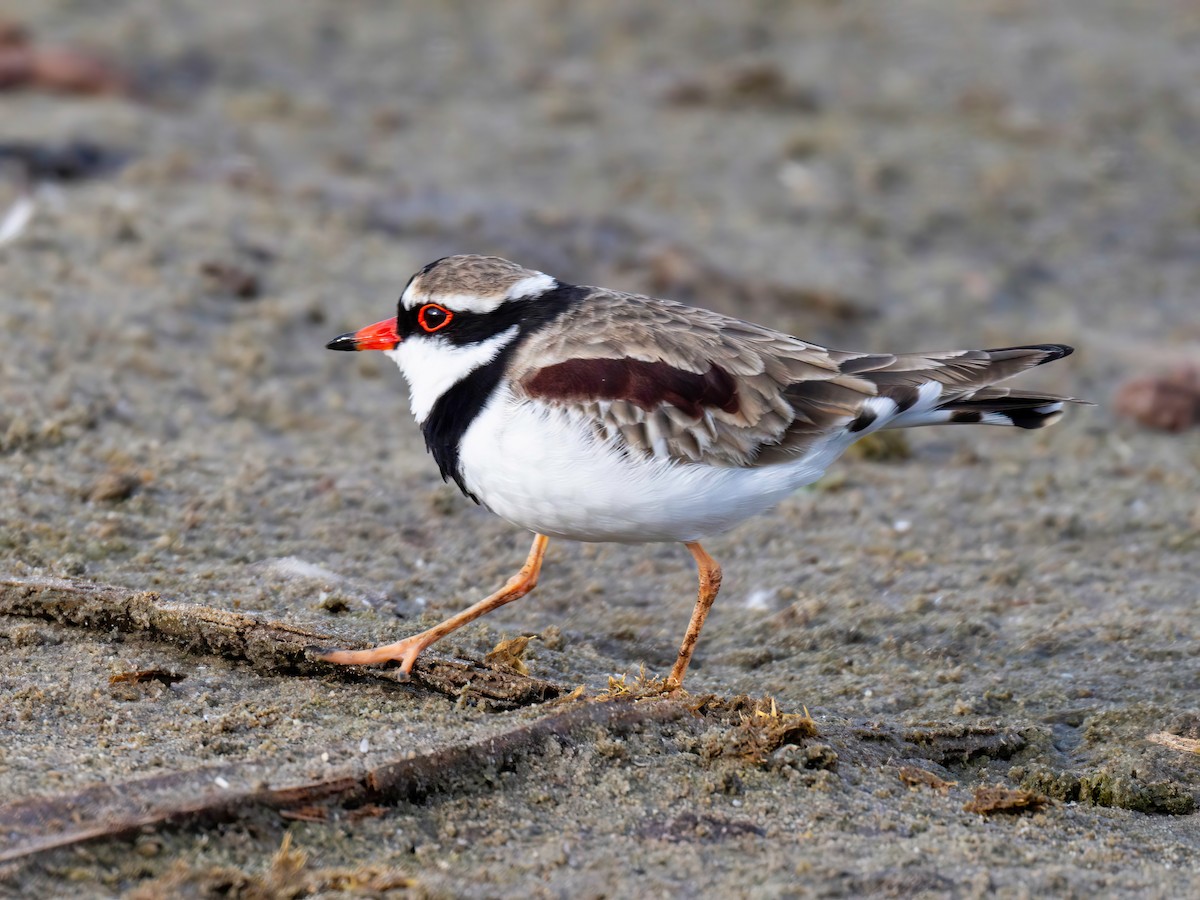 Black-fronted Dotterel - ML617301736