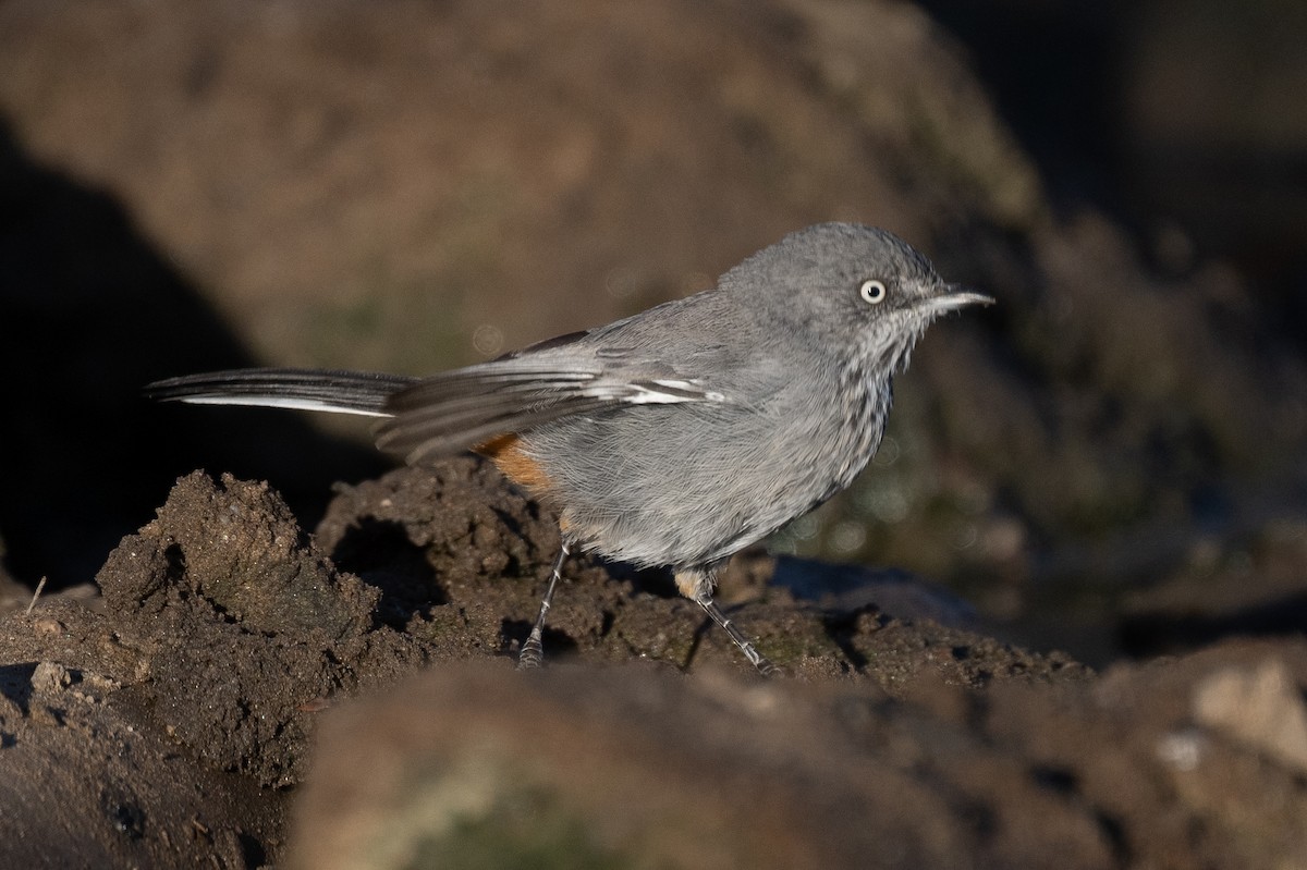 Curruca Sureña - ML617301744