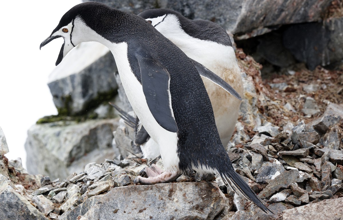 Антарктический пингвин - ML617301750