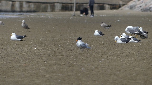 黑嘴端鳳頭燕鷗 - ML617301766