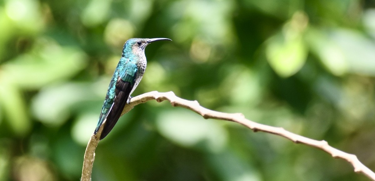 Colibrí Nuquiblanco - ML617301770