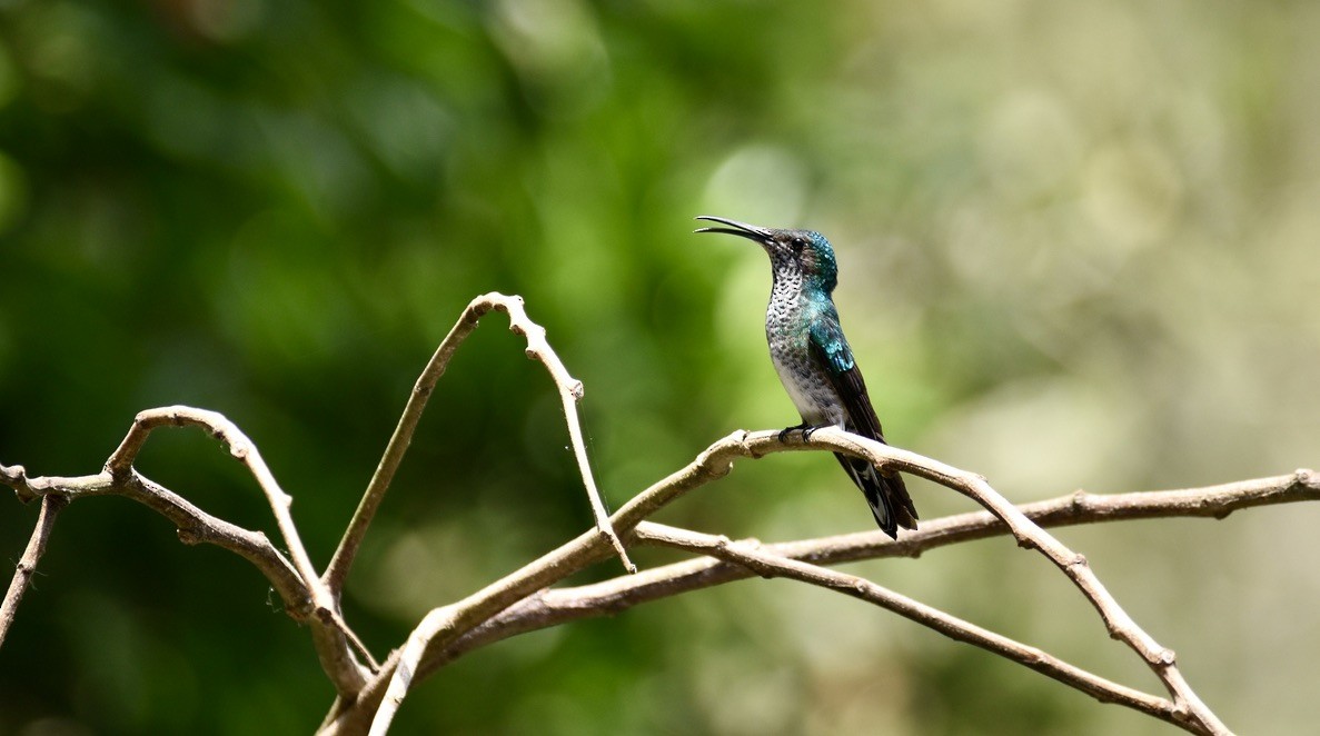 Colibrí Nuquiblanco - ML617301773