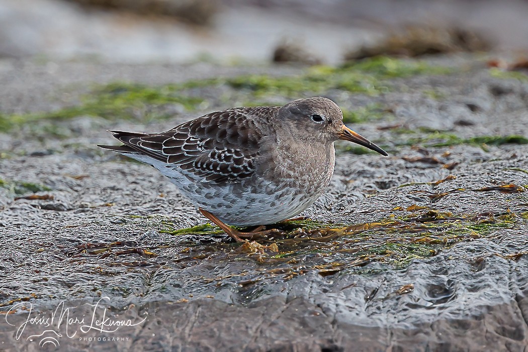 Purple Sandpiper - ML617301783