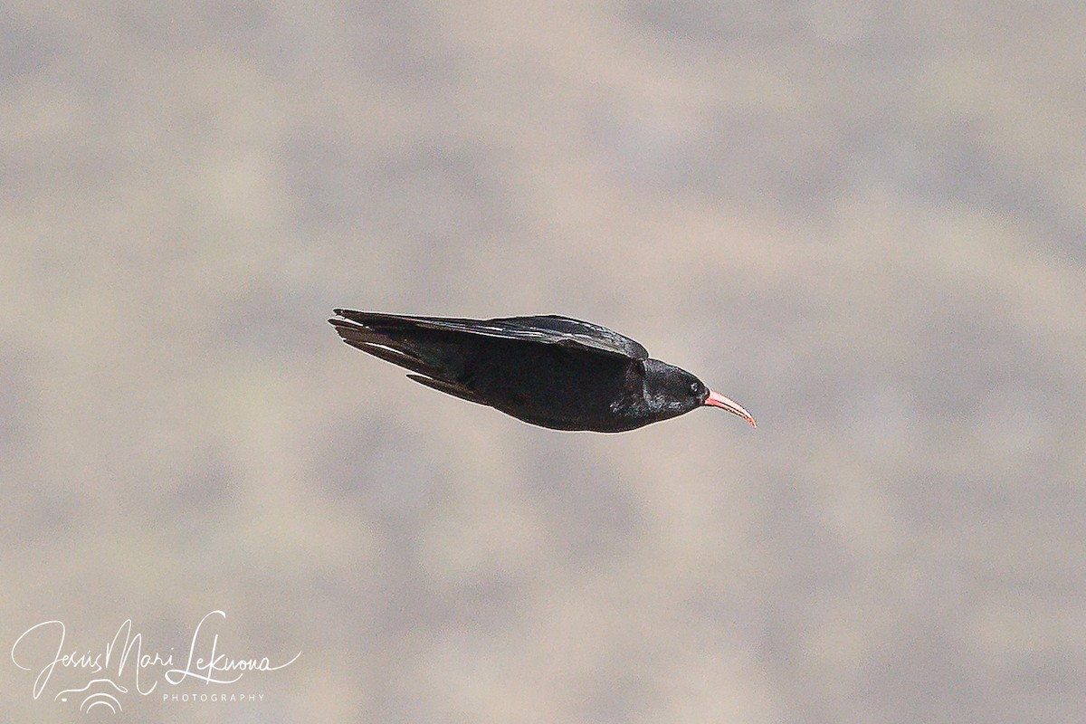 Red-billed Chough - ML617301812