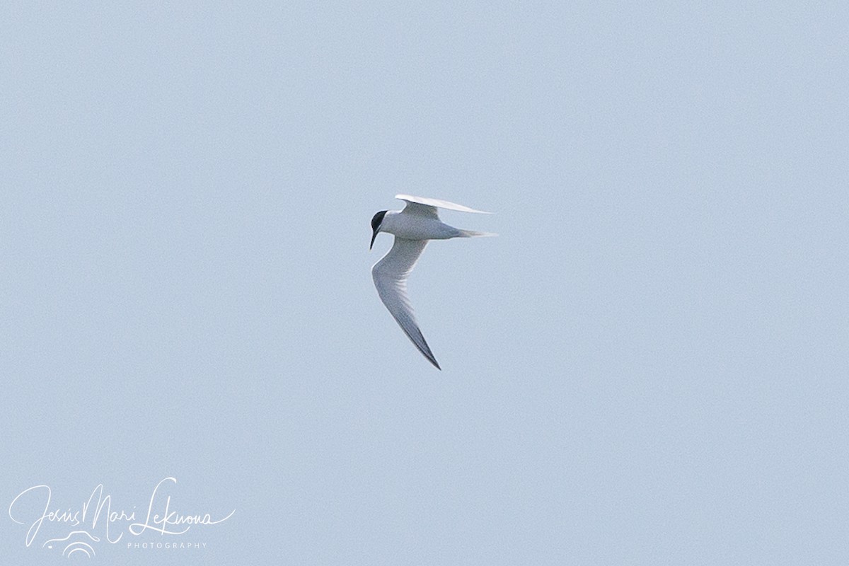 Sandwich Tern - Jesús Mari Lekuona Sánchez