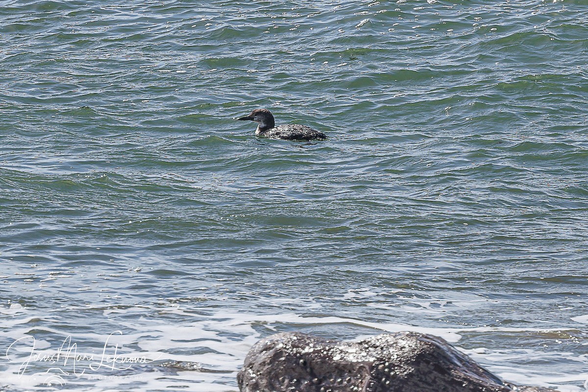 Common Loon - Jesús Mari Lekuona Sánchez