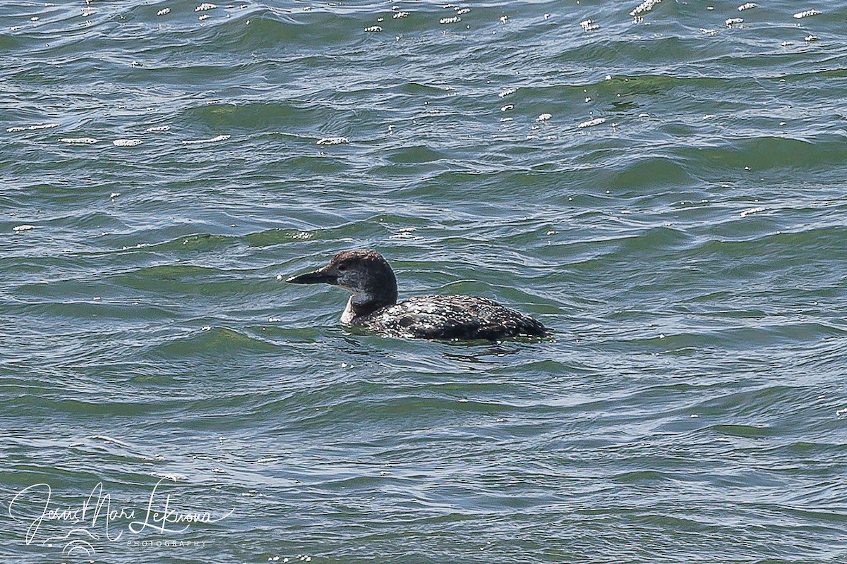 Common Loon - Jesús Mari Lekuona Sánchez