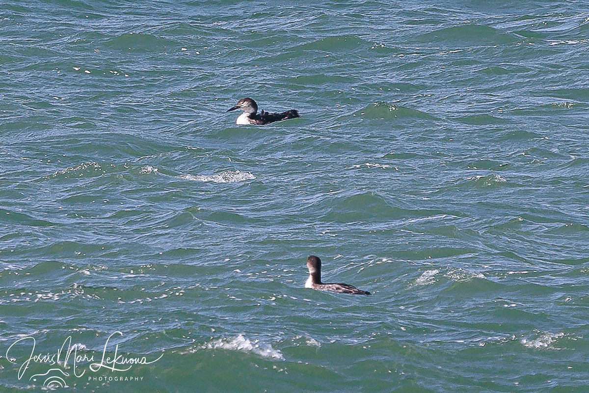 Common Loon - Jesús Mari Lekuona Sánchez