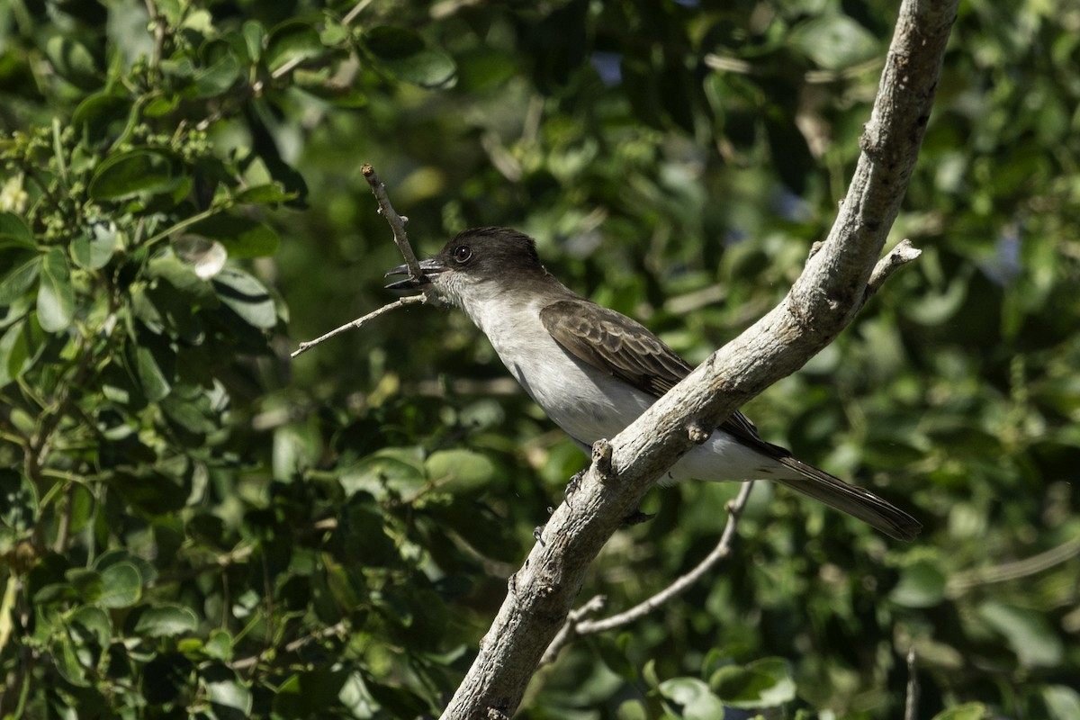 Loggerhead Kingbird (Puerto Rico) - ML617301872