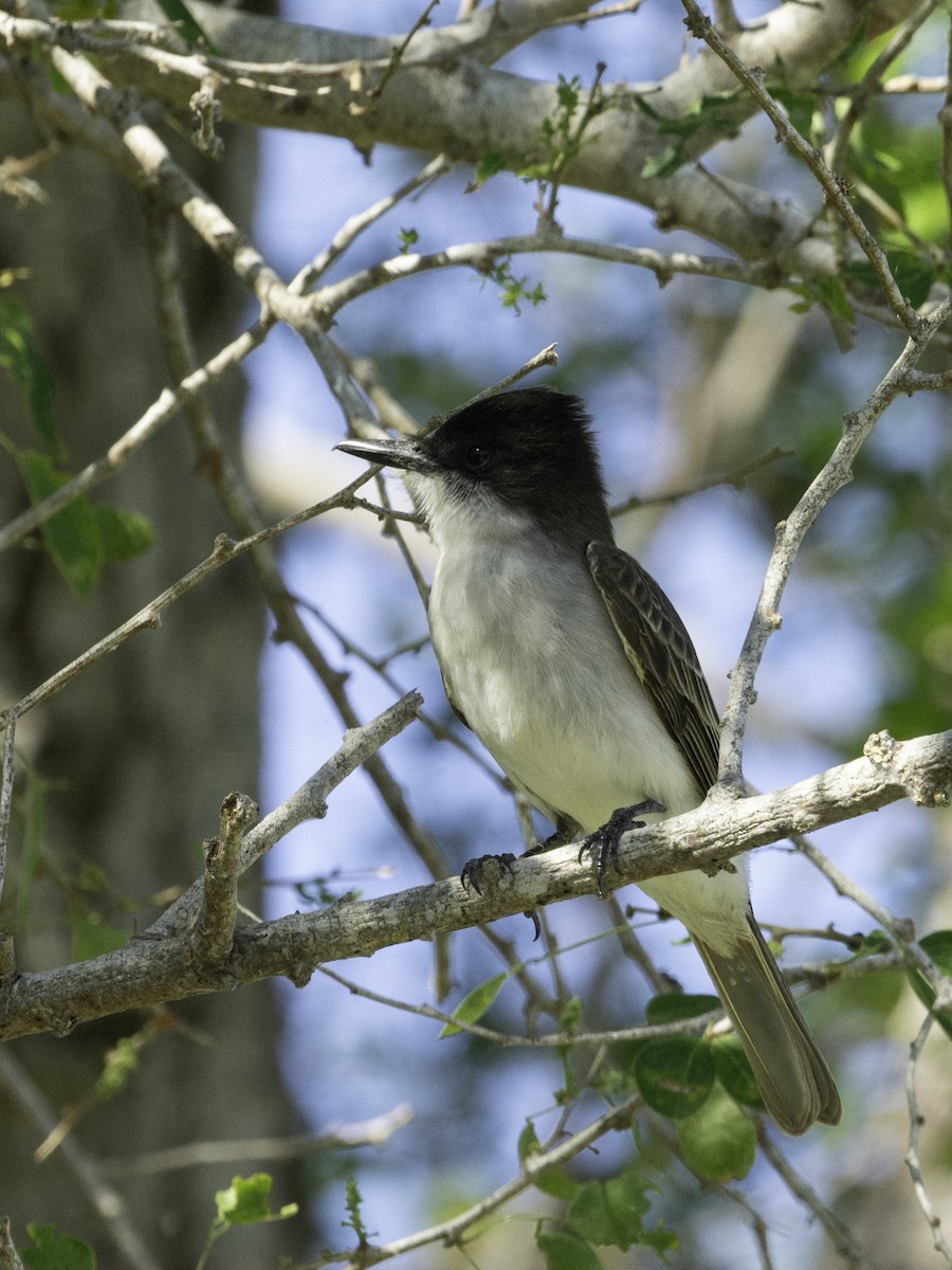 Loggerhead Kingbird (Puerto Rico) - ML617301874