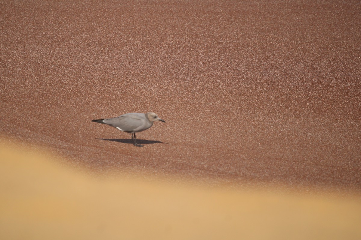 Gray Gull - Seán Walsh