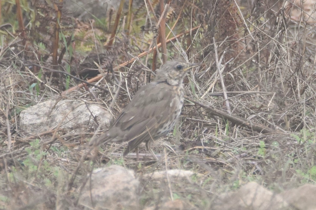 Дрізд співочий - ML617301889