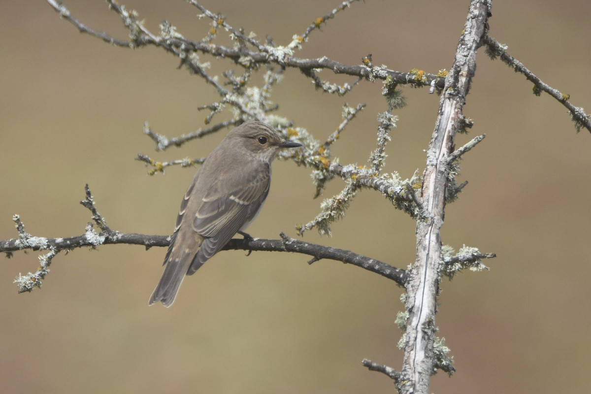 Мухоловка сіра - ML617301892