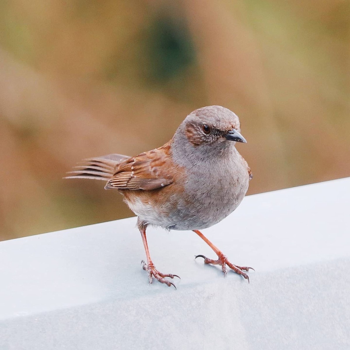 Dunnock - ML617301992