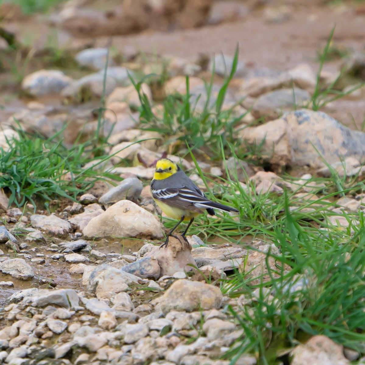 Citrine Wagtail - ML617302006