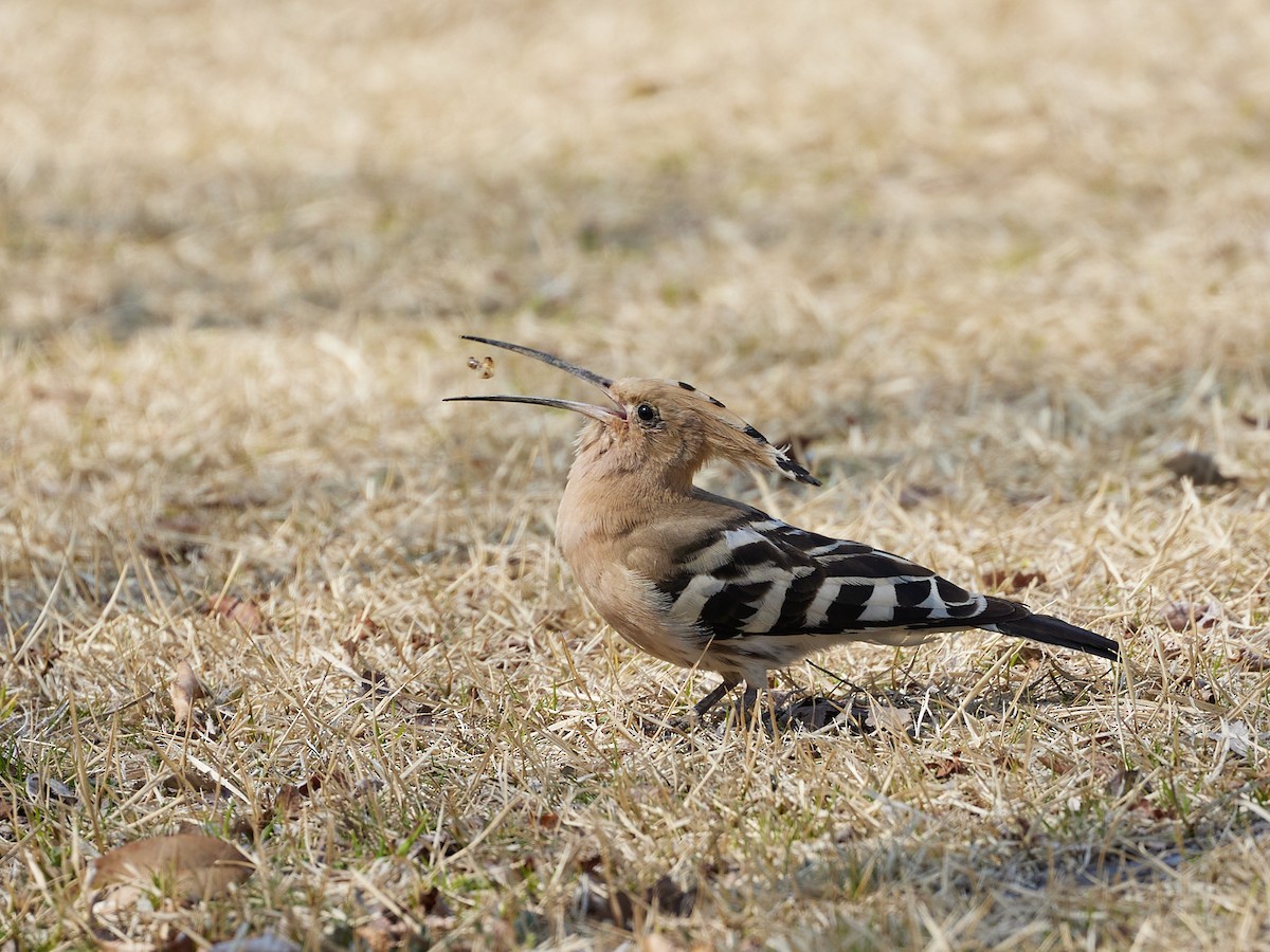 Eurasian Hoopoe - ML617302016