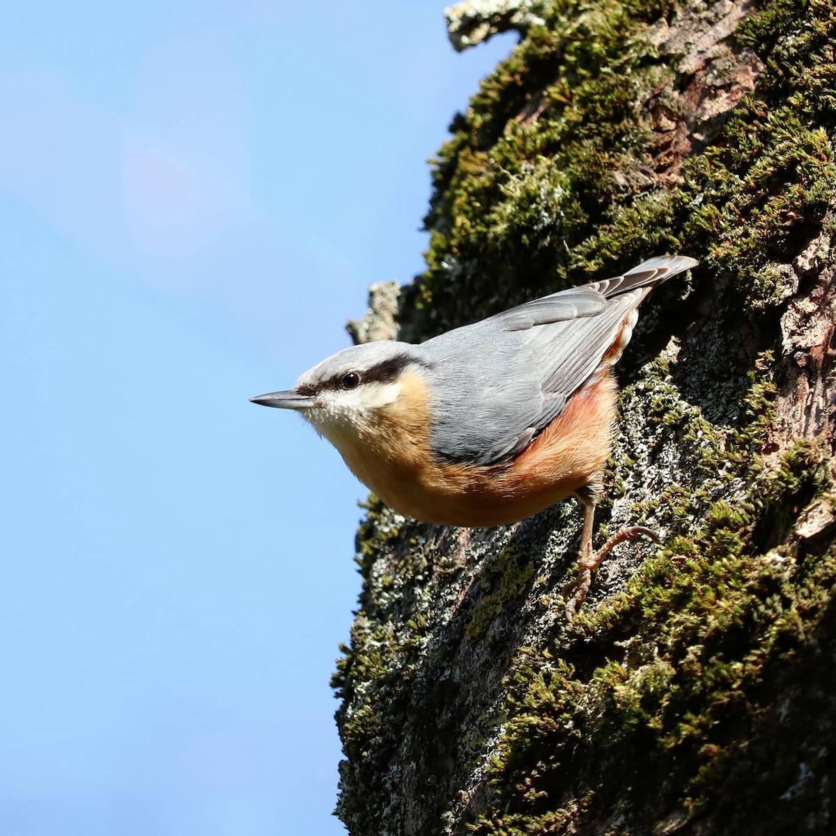 Eurasian Nuthatch - ML617302029