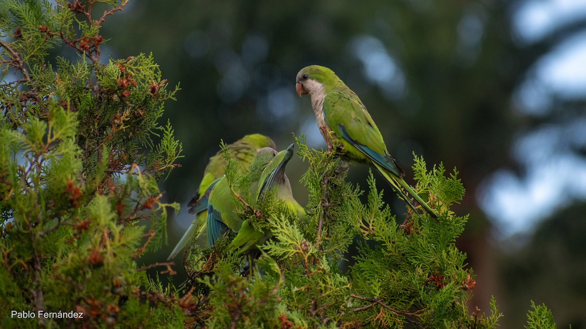 Monk Parakeet - ML617302033