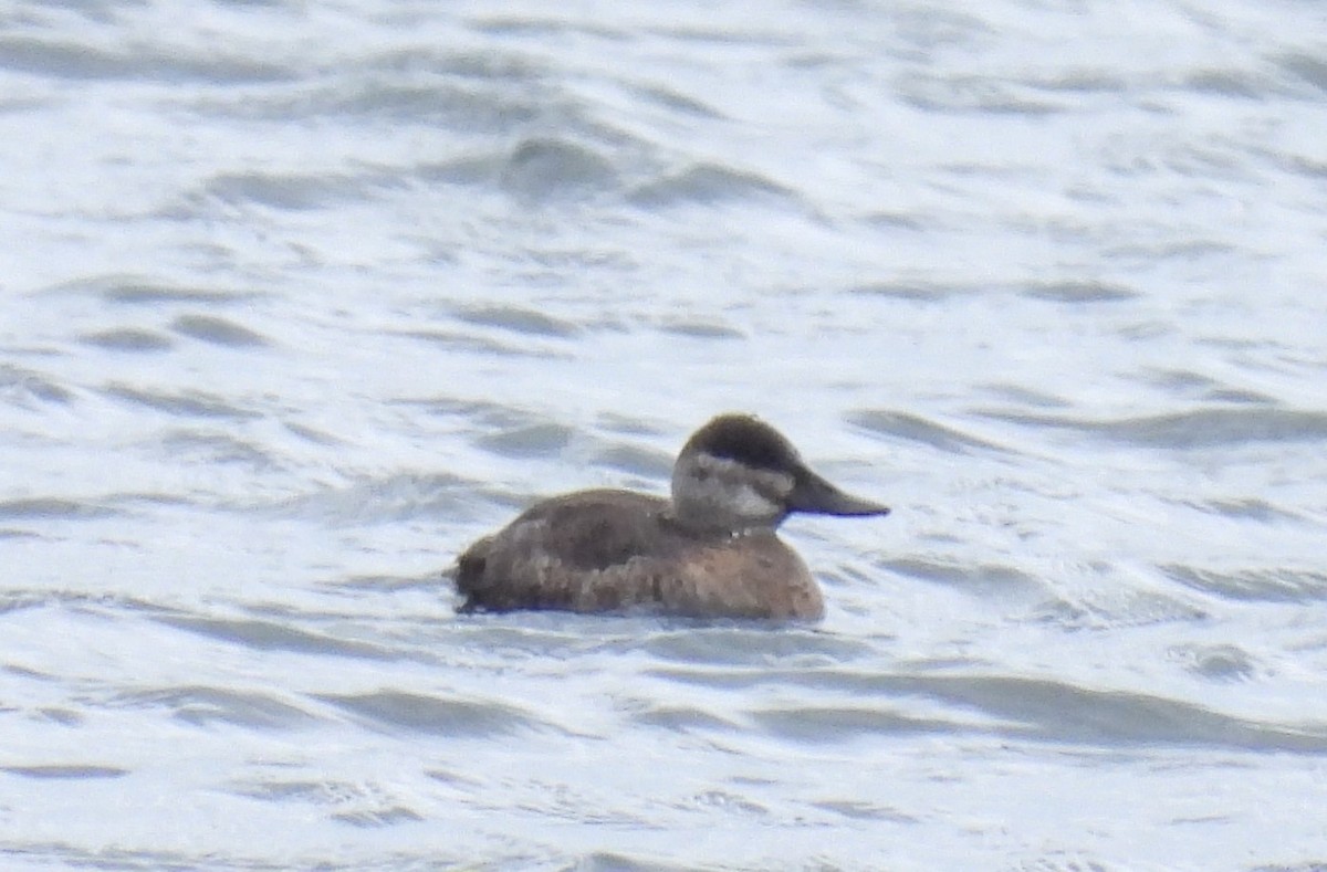 Ruddy Duck - ML617302034