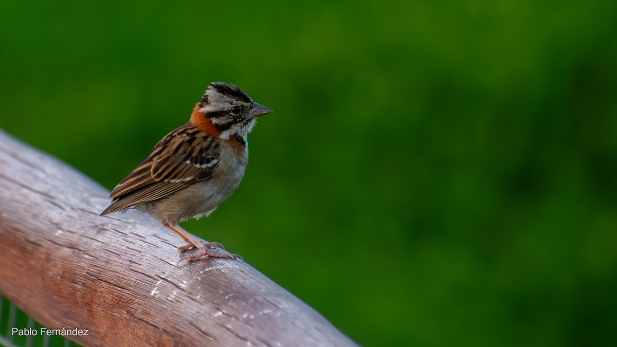 Rufous-collared Sparrow - ML617302047