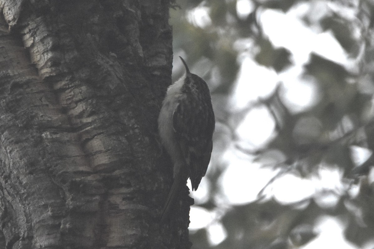 Short-toed Treecreeper - ML617302050