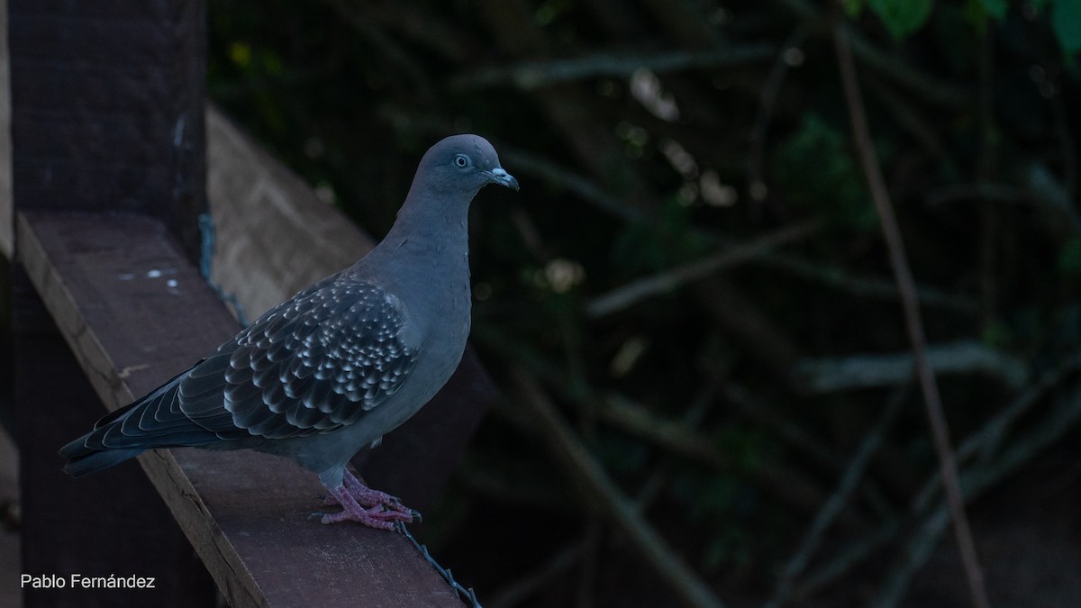 Spot-winged Pigeon - ML617302056