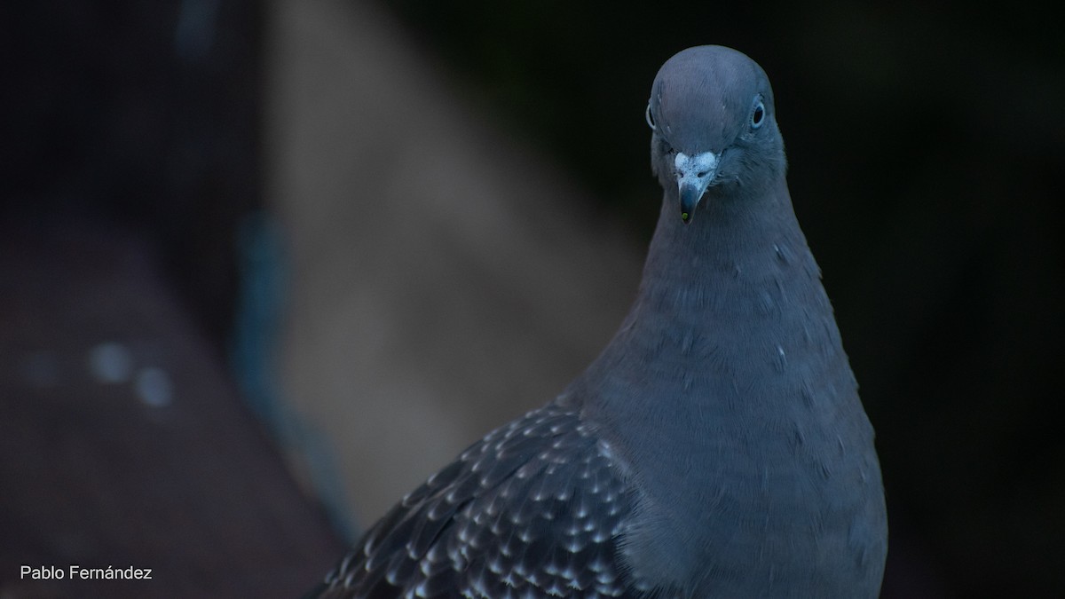 Spot-winged Pigeon - ML617302058