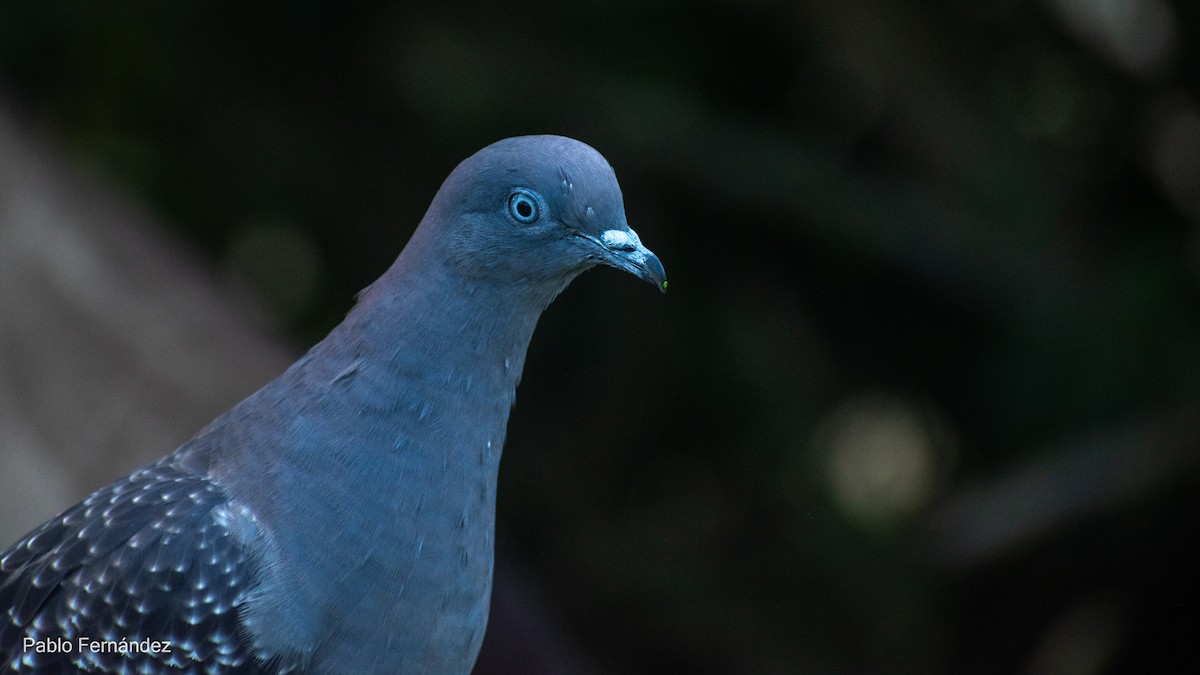 Spot-winged Pigeon - ML617302059
