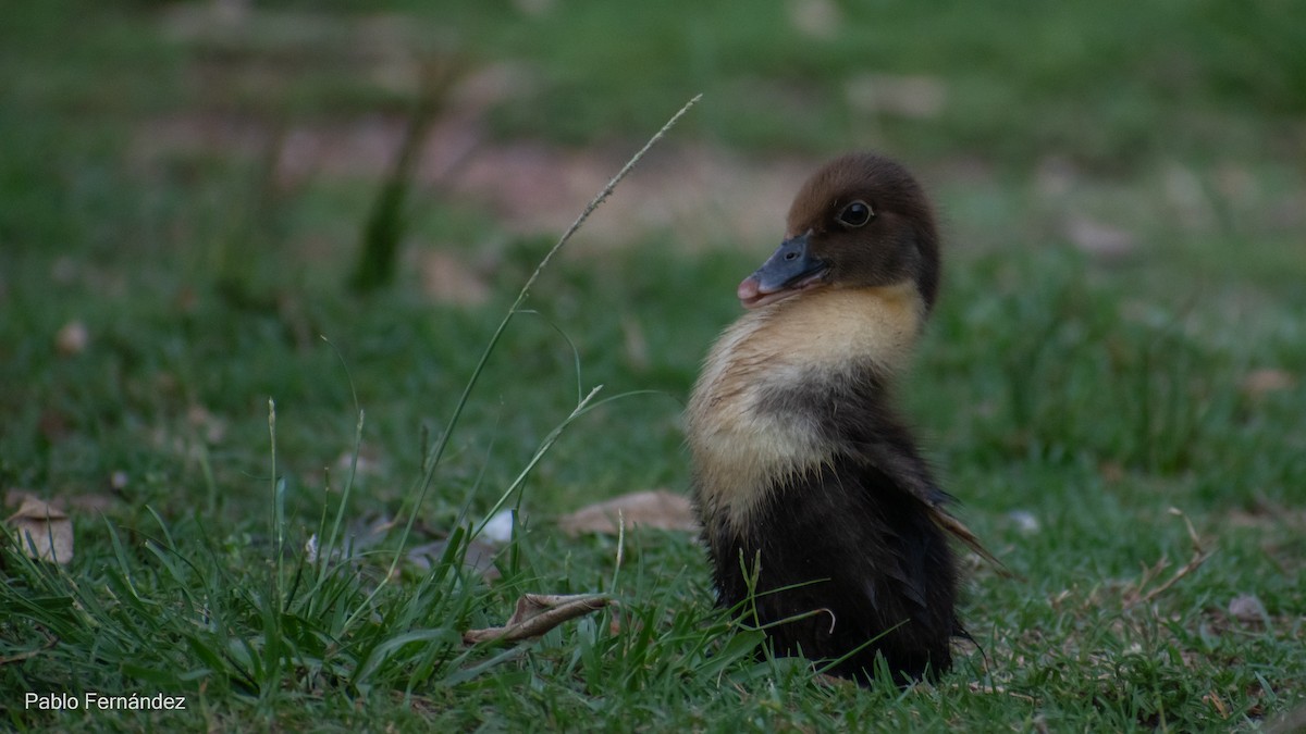 Muscovy Duck (Domestic type) - ML617302066