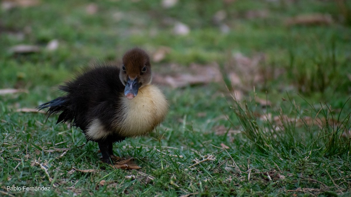 Muscovy Duck (Domestic type) - ML617302067