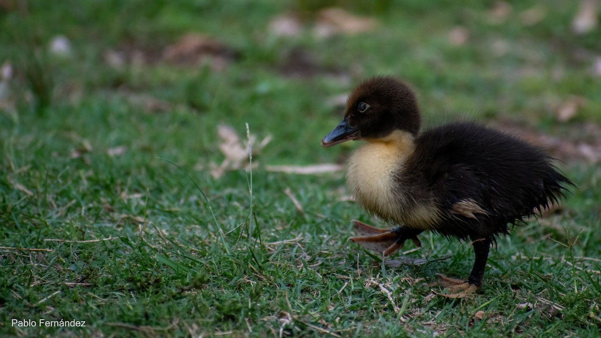 Muscovy Duck (Domestic type) - ML617302068