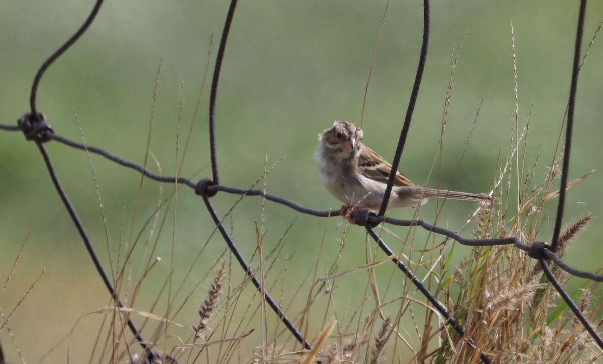 Clay-colored Sparrow - ML617302115