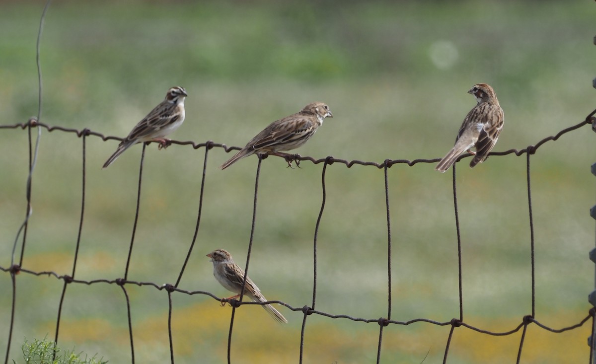 Lark Sparrow - ML617302127