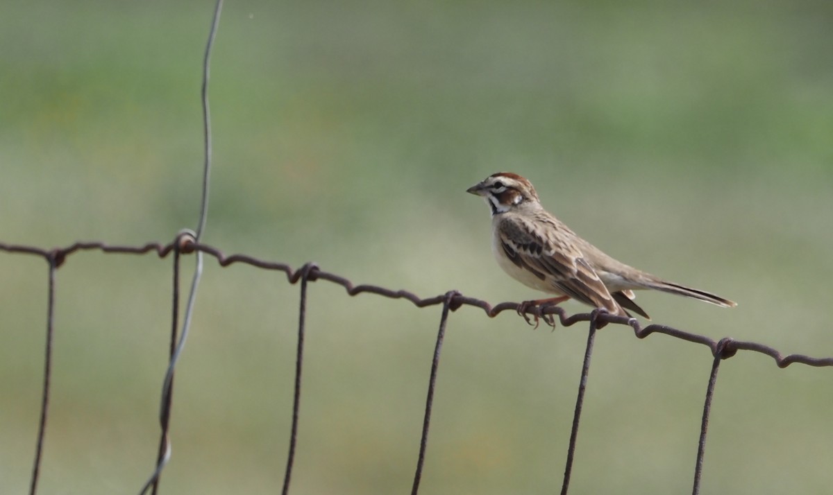 Lark Sparrow - ML617302143