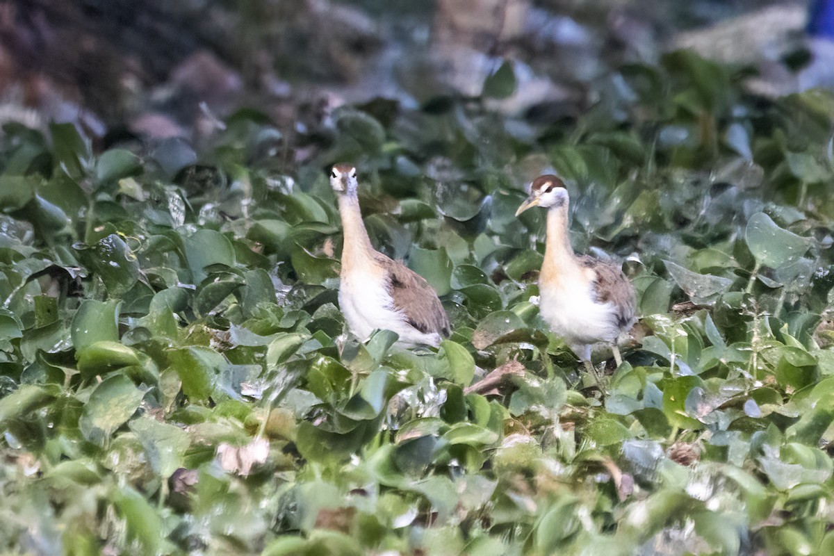 Pheasant-tailed Jacana - ML617302148