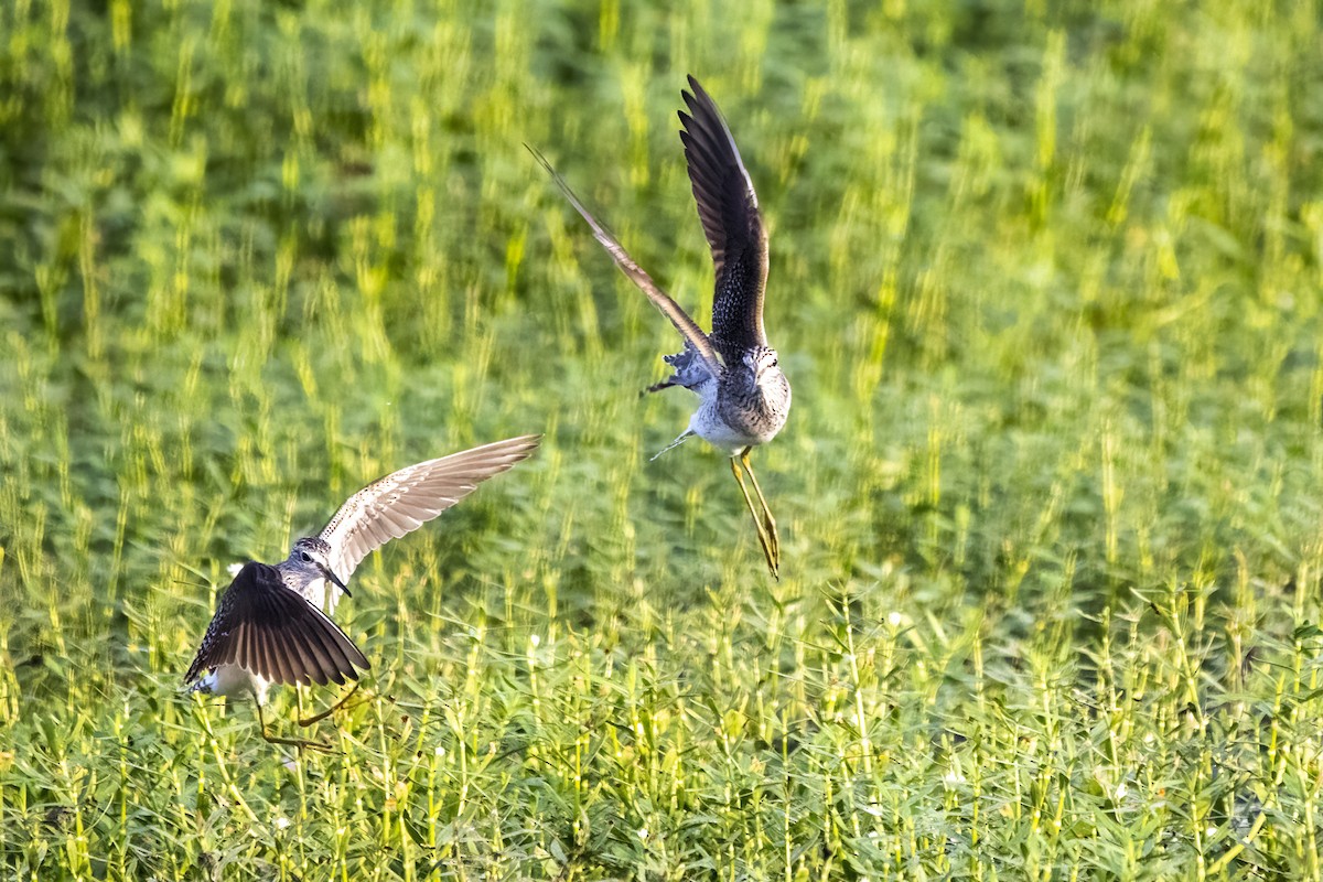 Wood Sandpiper - ML617302154