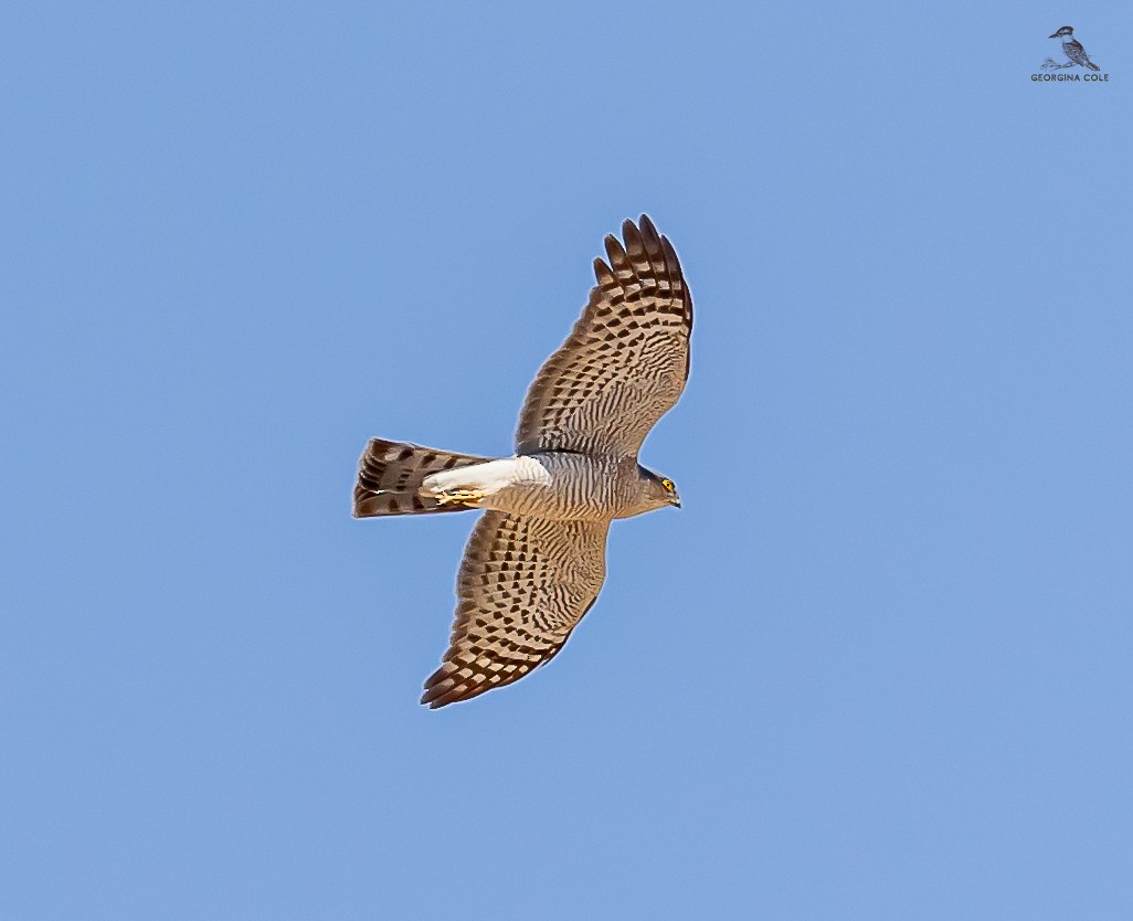Eurasian Sparrowhawk - ML617302156