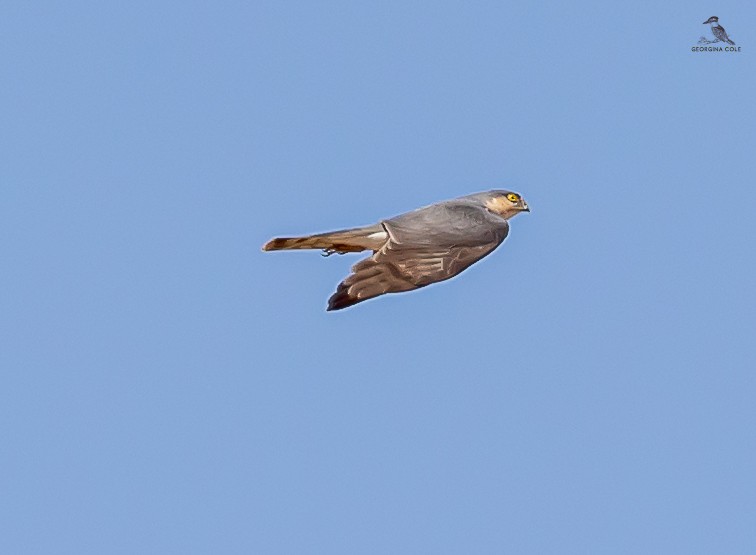 Eurasian Sparrowhawk - ML617302157