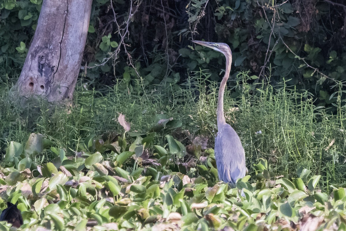 Purple Heron - ML617302162