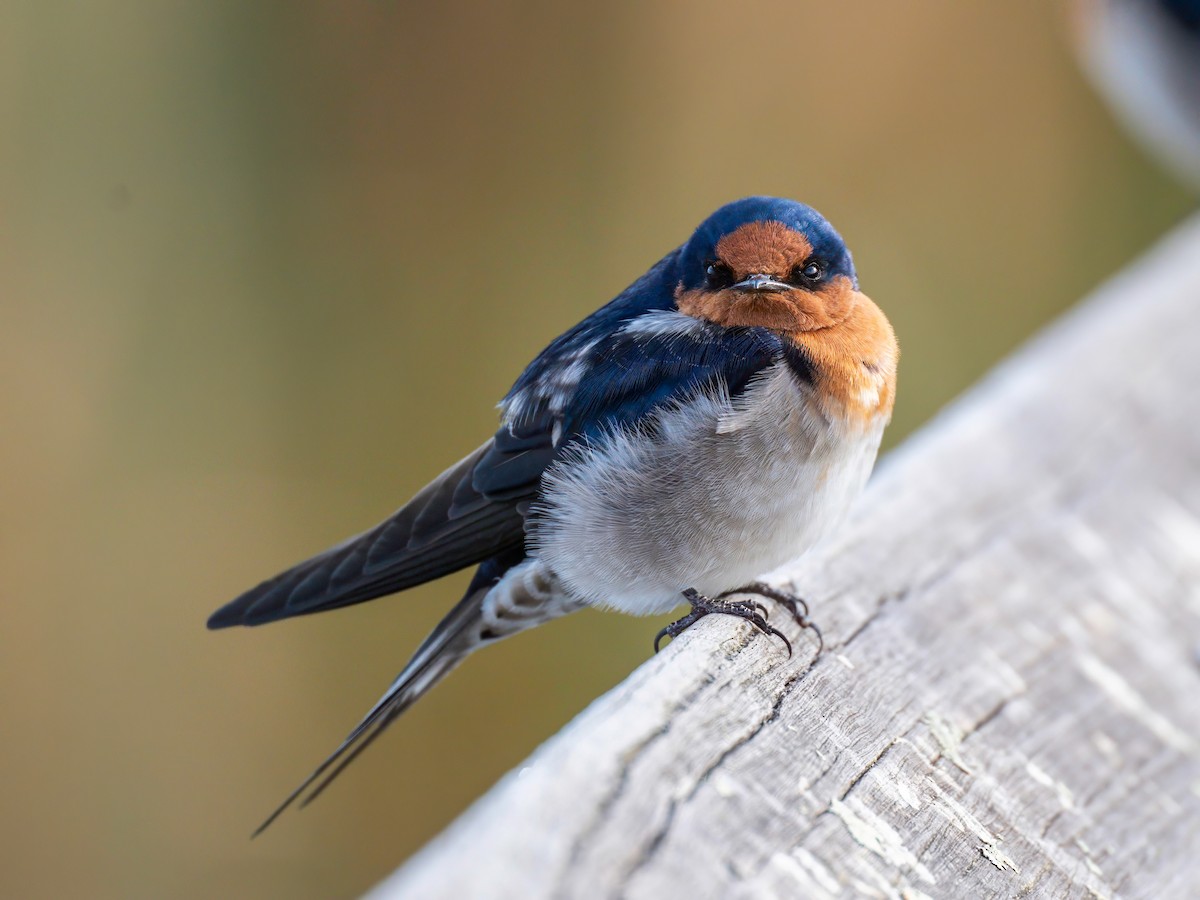 Golondrina Australiana - ML617302164