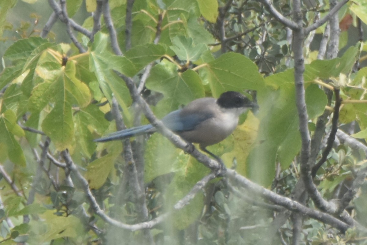 Сорока іберійська - ML617302166