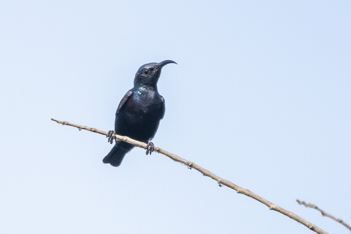 Purple Sunbird - Ravi Jesudas