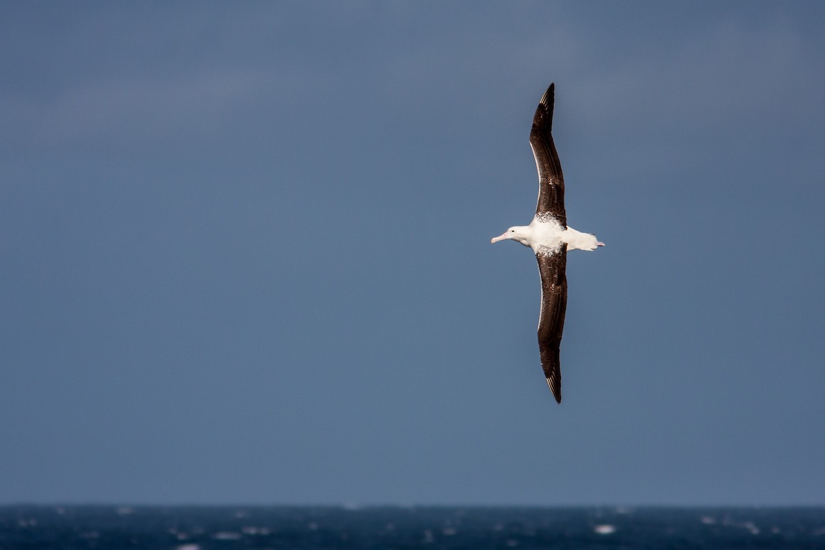 large albatross sp. - ML617302177