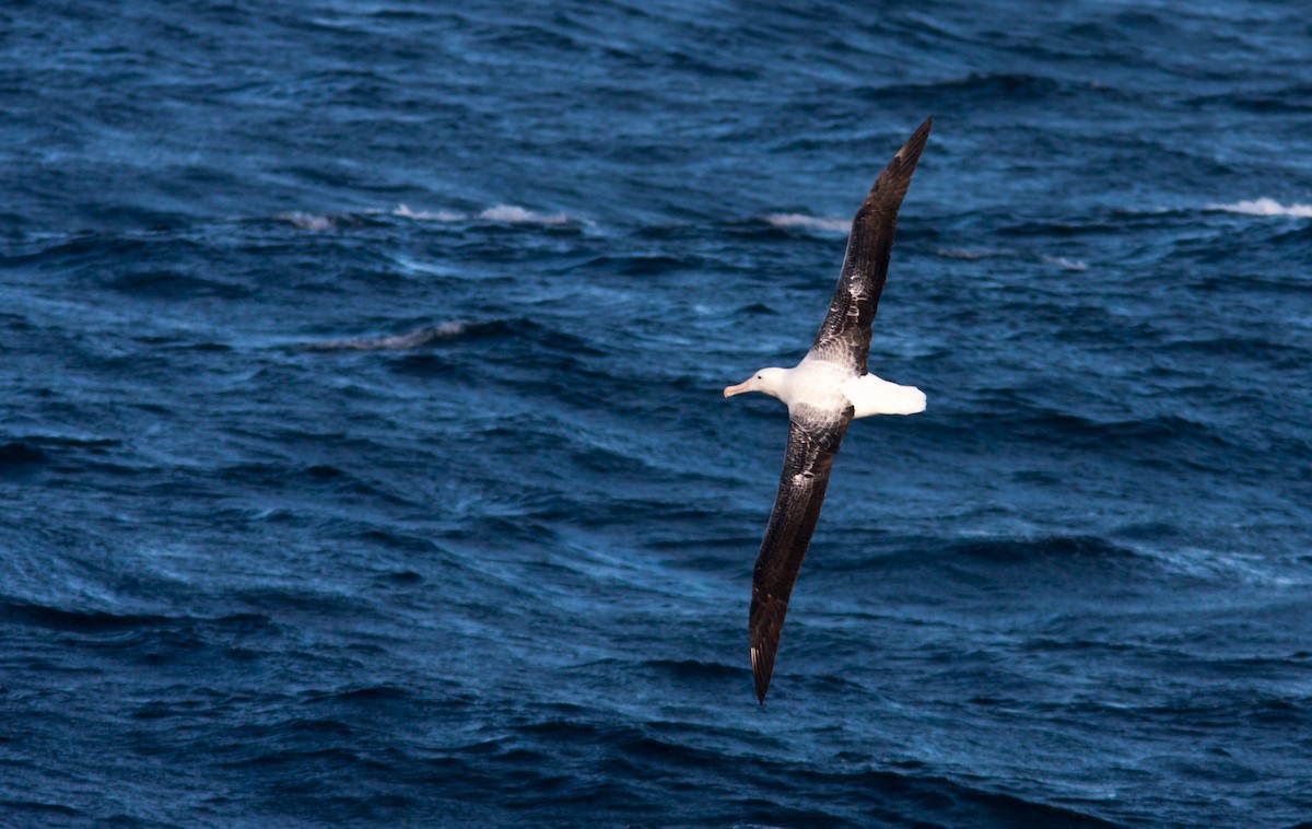 large albatross sp. - ML617302180